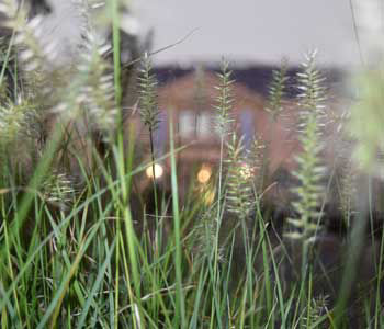 gras-im-vordergrund
